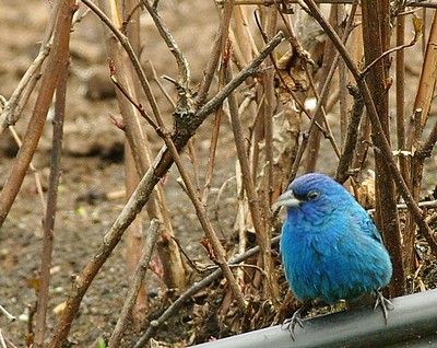 passerin indigo  14060802060212902212299100