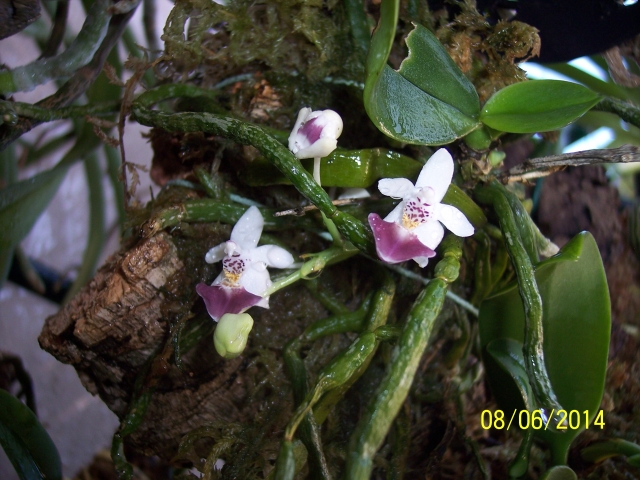 Phalaenopsis parishii 14060807224716852212300967