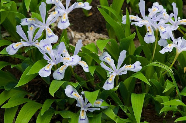 Iris cristata Powder Blue Giant_web