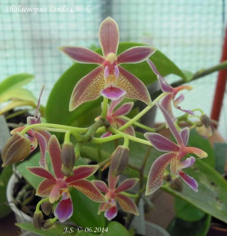 Phalaenopsis Linda Cheok 14062111083211420012335119