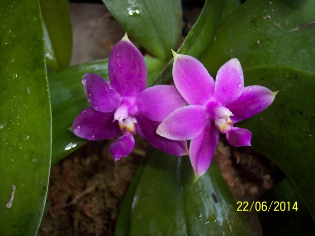 Phalaenopsis violacea (2014) 14062205112616852212336354
