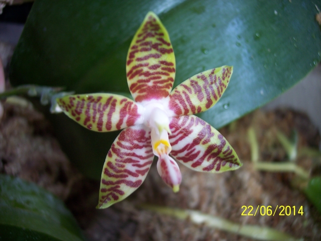 Phalaenopsis amboinensis (2014) 14062205115216852212336356