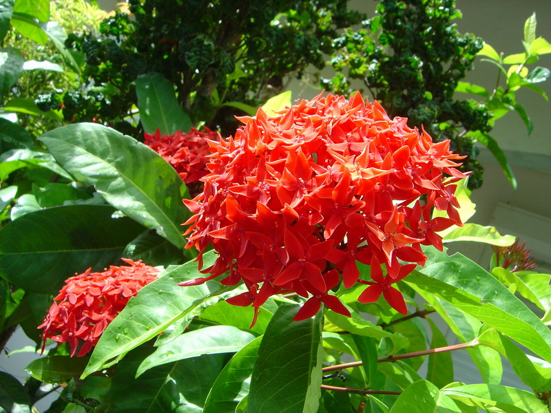 68 ixora casei 