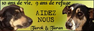 SOS pour TUROK et TURAN - x 13 ans (ont été 8 ans de refuge à Ceuta)  Asso Alerte Sos - en fa (35) 14062412212717581412341250