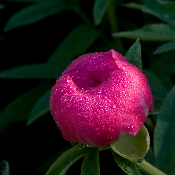 Paeonia bouton rosee_web