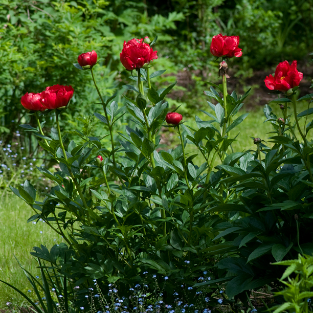Paeonia Red Red Rose_web-001