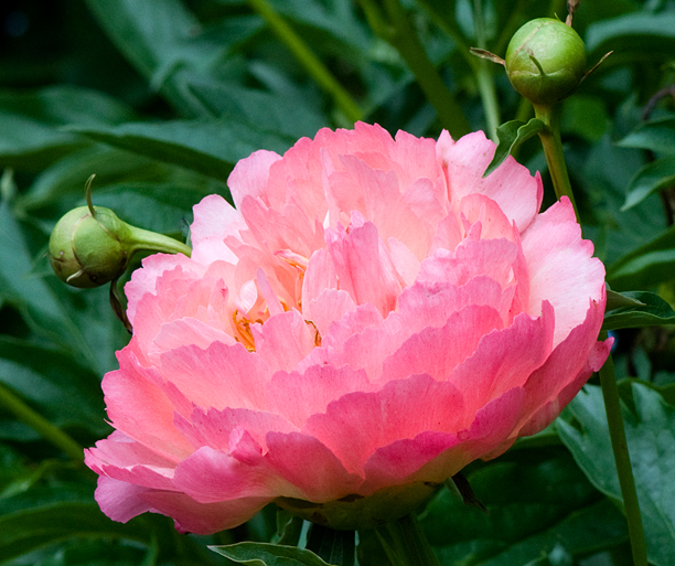 Paeonia Coral Sunset 1_web