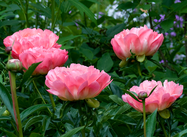 Paeonia Coral Sunset_web