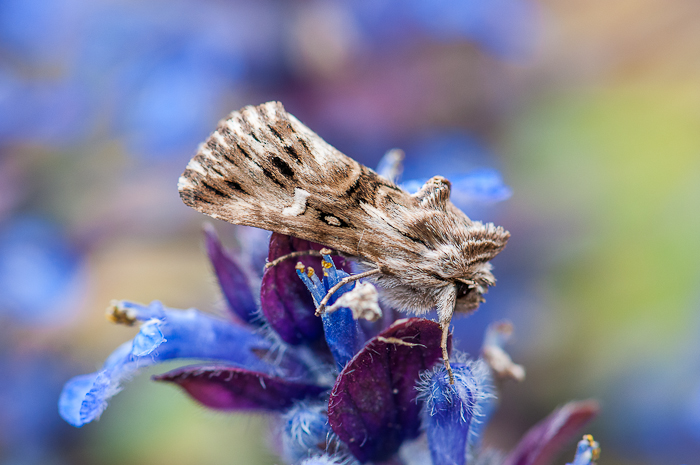 La Linariette : Calophasia lunula 1406290607013187612353355