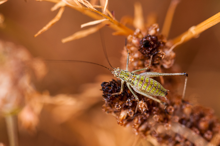 larve - [Phaneroptera falcata] Leptophyes ou larve de Phaneroptera ? 1406300948103187612356926