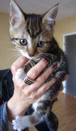 Lilo, chatonne tigrée, avec le bout des pattes blanc, née début mai 2014 140706044859202012369708