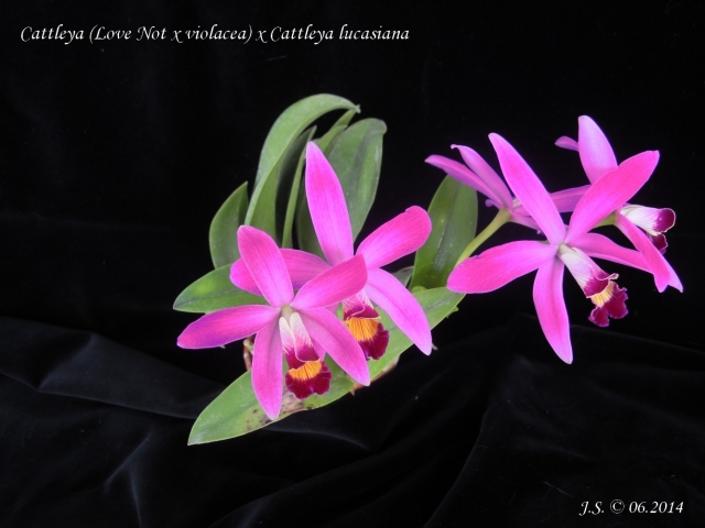 Cattleya (Love Knot x violacea) x Cattleya lucasiana 14070610284911420012370737