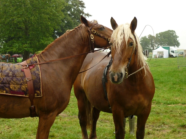 6 juillet 2014 - Fête du cheval à Canappeville (27) 14071005475010529712378741