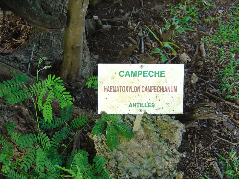 Bois de Campêche - Haematoxylum campechianum  1407141207377049612385788