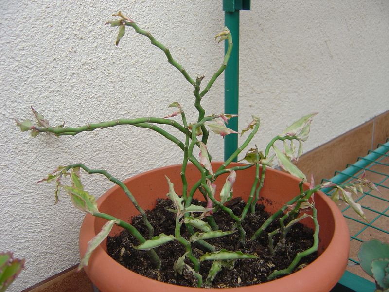 Pedilanthus tithymaloides synonyme Euphorbia tithymaloides 1407141210087049612385846