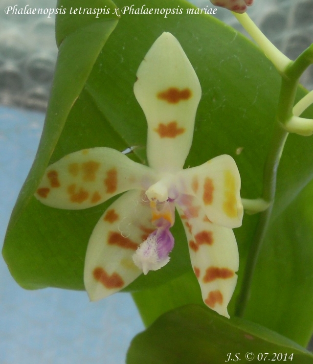 Phalaenopsis tetraspis x Phalaenopsis mariae 14071511201611420012390092