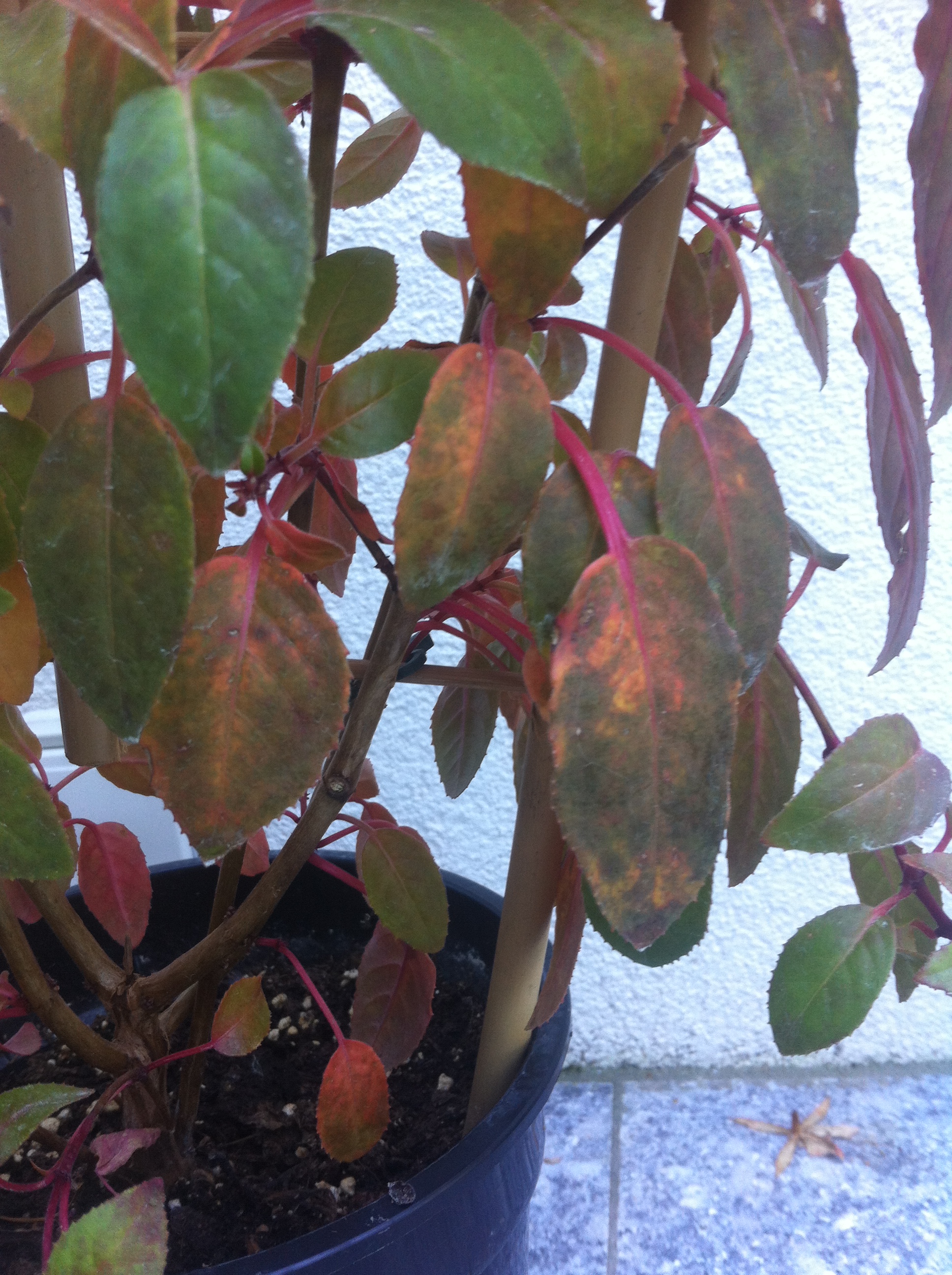 fuschia%20malade%201