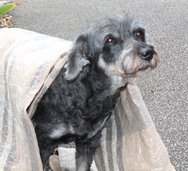 Copie de 2014 07 23 (72)