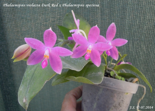 Phalaenopsis violacea Dark Red x Phalaenopsis speciosa 14072407004511420012408496