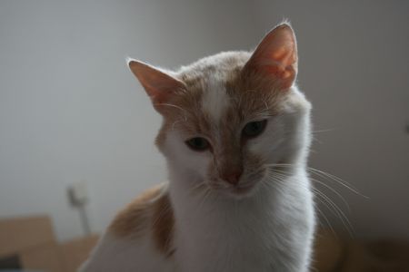 Taïwin, né en 2012, très gentil chat blanc et crème (adopté) 140726063841202012412345
