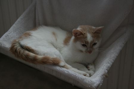 Taïwin, né en 2012, très gentil chat blanc et crème (adopté) 140726063841202012412346
