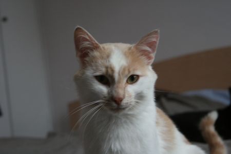 Taïwin, né en 2012, très gentil chat blanc et crème (adopté) 140726063842202012412347