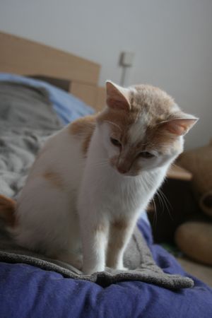 Taïwin, né en 2012, très gentil chat blanc et crème (adopté) 140726063842202012412348