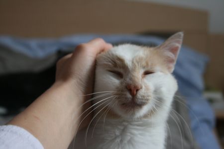 Taïwin, né en 2012, très gentil chat blanc et crème (adopté) 140726063843202012412349