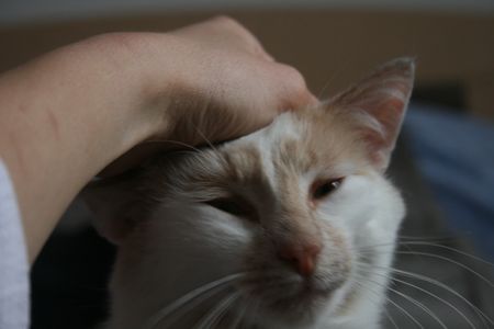 Taïwin, né en 2012, très gentil chat blanc et crème (adopté) 140726063843202012412350