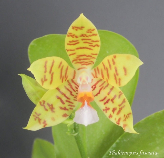 Phalaenopsis fasciata 14080404515911420012431584