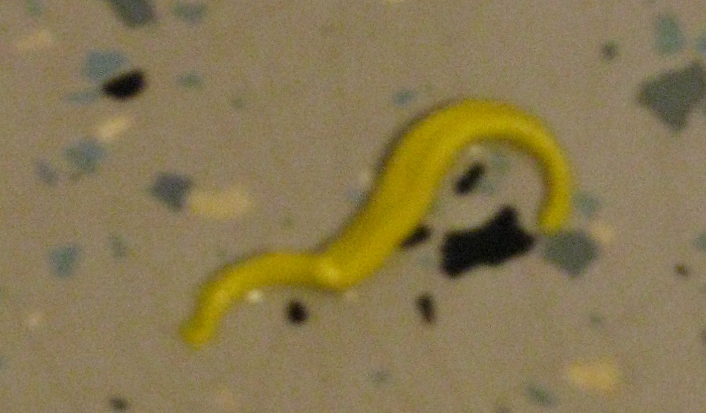 worm