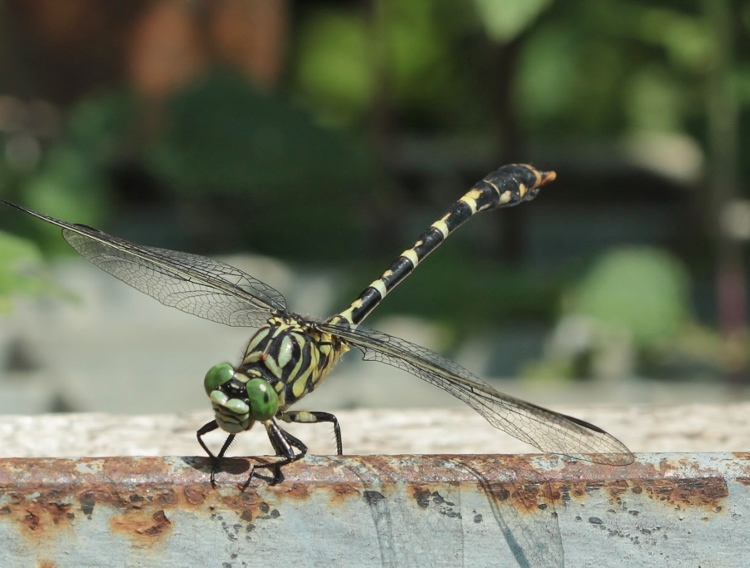 Libellule à grappin [ Onychogomphus forcipatus ] 140815072527999812455060