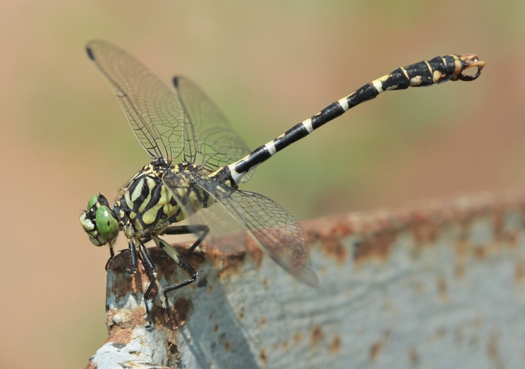 Libellule à grappin [ Onychogomphus forcipatus ] 140815072558999812455063