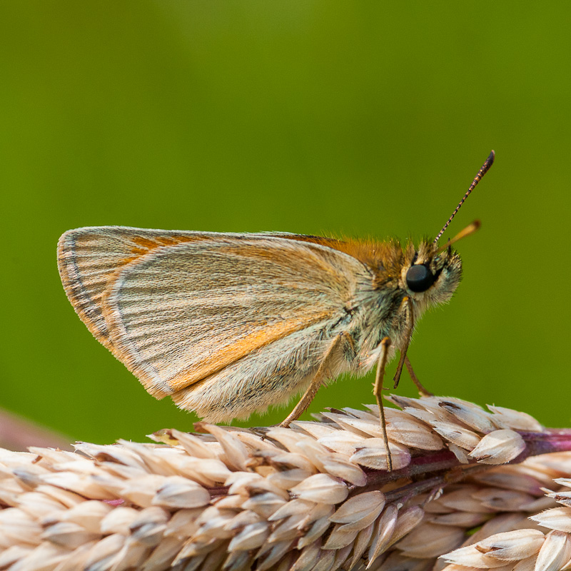 [Thymelicus sylvestris]Thymelicus fauve 1408160648293187612456663