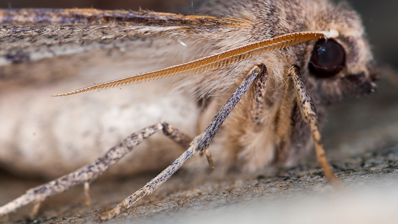 Chenille de Crocallis ? [Crocallis dardoinaria] 1408241237183187612473514