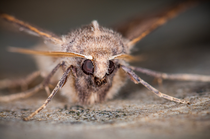 Chenille de Crocallis ? [Crocallis dardoinaria] 1408241237243187612473516