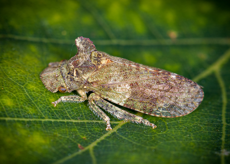 Hétérocéristes, connaissez-vous la Cicadelle "le Grand diable" (Ledra aurita) 1408260840533187612479777