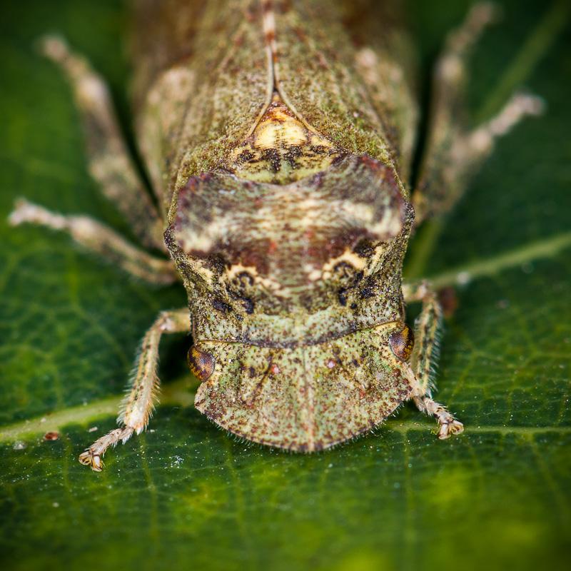 Hétérocéristes, connaissez-vous la Cicadelle "le Grand diable" (Ledra aurita) 1408260840573187612479778