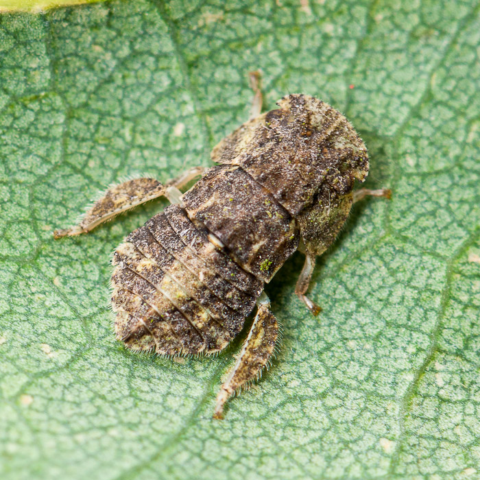 Hétérocéristes, connaissez-vous la Cicadelle "le Grand diable" (Ledra aurita) 1408270820383187612481463