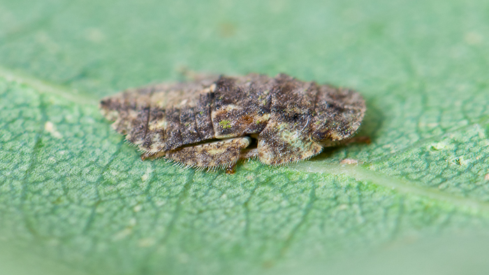 Hétérocéristes, connaissez-vous la Cicadelle "le Grand diable" (Ledra aurita) 1408270820413187612481464