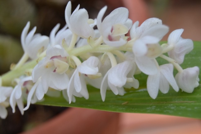  Eria hyacinthoides 14082808095416191812483694