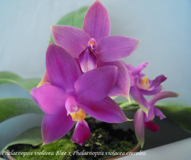 Phalaenopsis violacea Blue x Phalaenopsis violacea coerulea 14083110444411420012491579