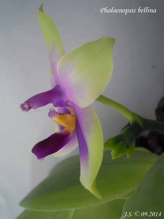 Phalaenopsis bellina 14091010355411420012514492