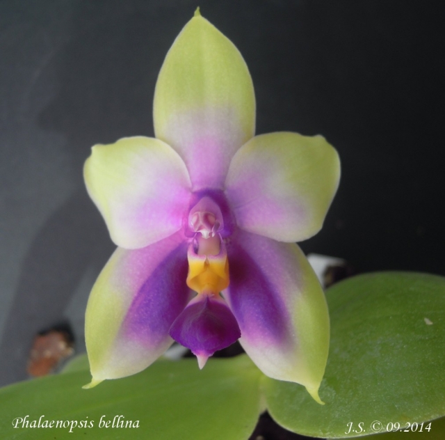 Phalaenopsis bellina 14091010355611420012514493
