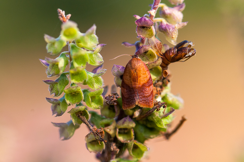 Cacoecimorpha pronubana  1409170900493187612532090