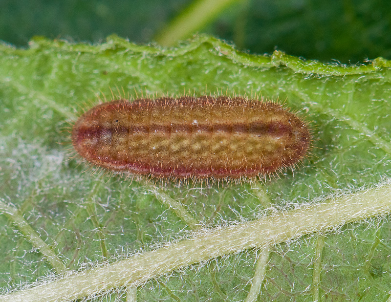 [Chenille lycaenea] Le Saule, une plante-hôte inattendue pour l'Azuré du trêfle! 1409280404093187612562407