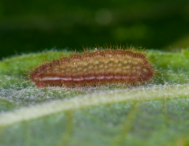 [Chenille lycaenea] Le Saule, une plante-hôte inattendue pour l'Azuré du trêfle! 1409280404123187612562408