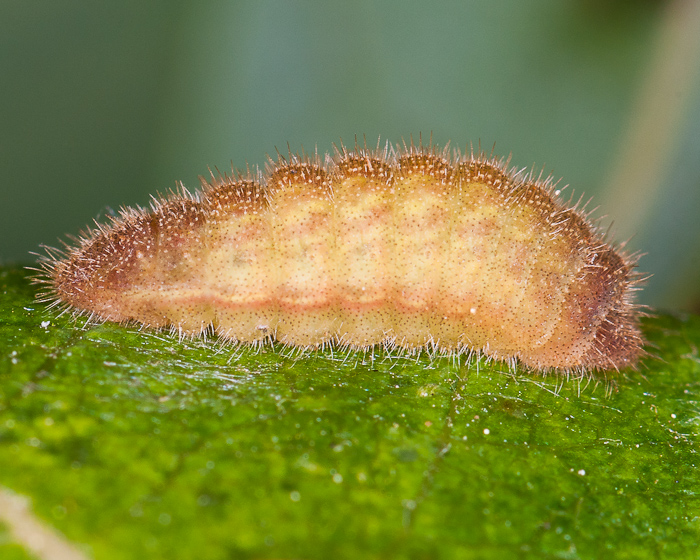 [Chenille lycaenea] Le Saule, une plante-hôte inattendue pour l'Azuré du trêfle! 1409280404233187612562412