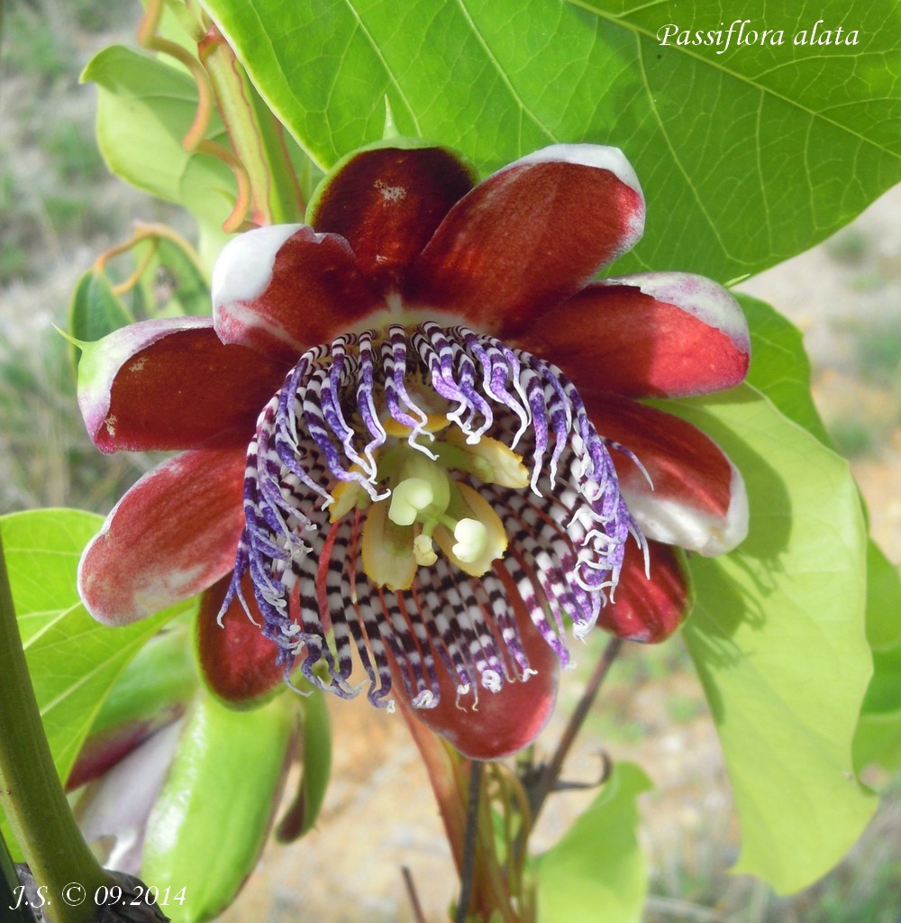 Passiflora alata 