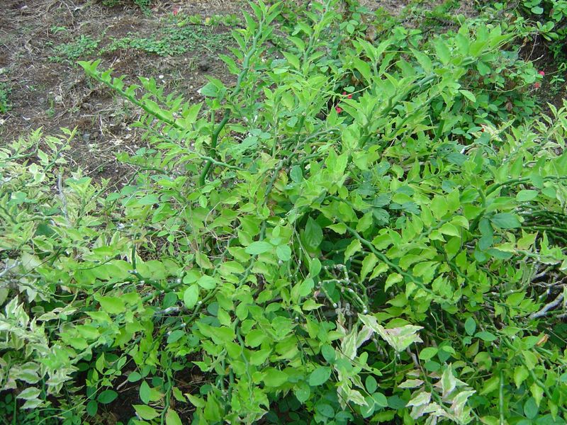 Pedilanthus tithymaloides synonyme Euphorbia tithymaloides 1410051130102739412586692